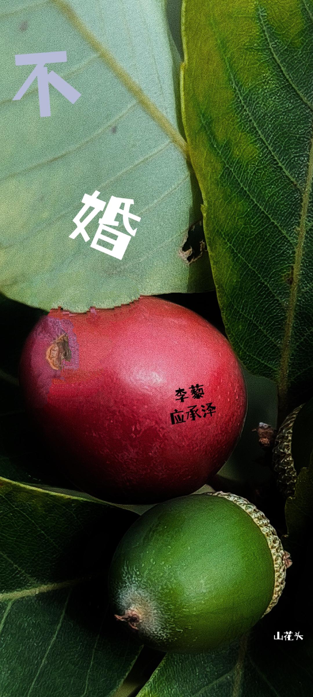 不婚茶茶好萌